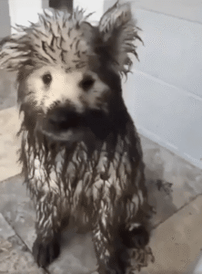 순백의 사모예드, 흙탕물 덕에 대반전!