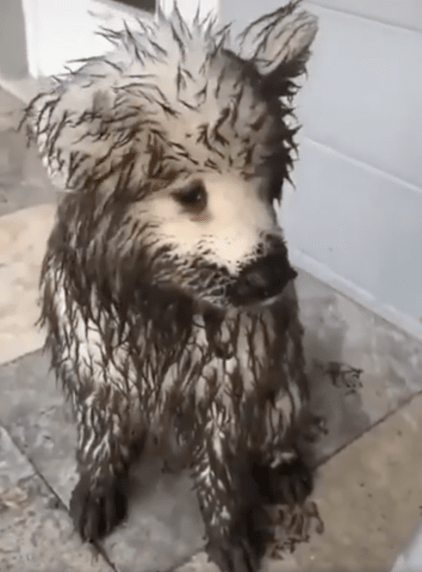 출처 : Reddit / 어딘가를 바라보는 아기 사모예드