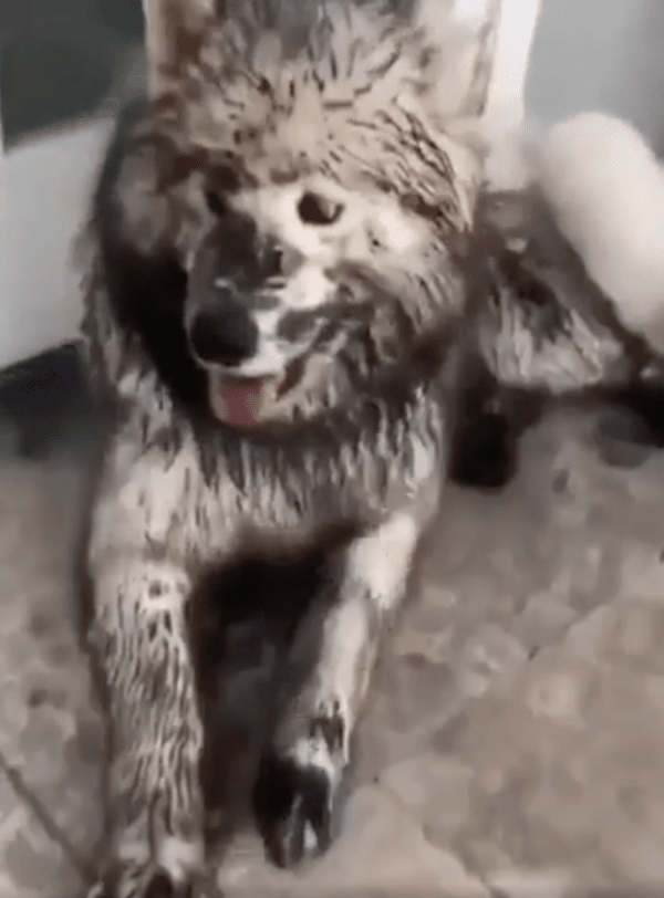 출처 : Reddit / 아들과 함께 너무 잘 논 듯한 아빠 사모예드