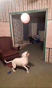 핏불 vs 풍선! 하얀 털 폭발! 점프 본능 대방출!