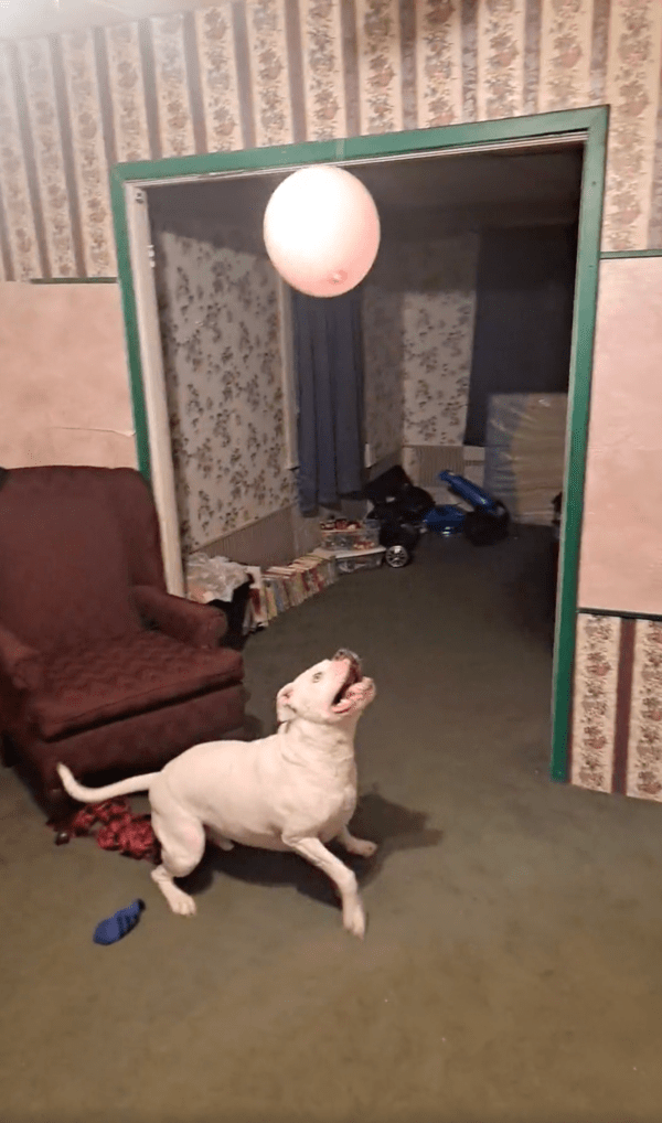출처 : Reddit / 천장에 매달린 풍선을 보고 흥분한 핏불