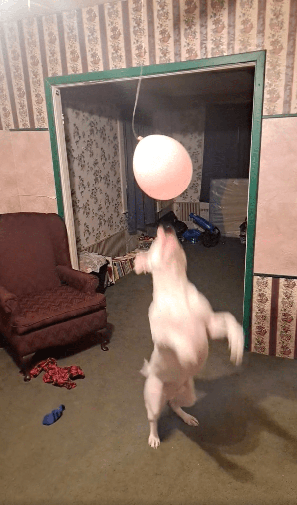 출처 : Reddit / 점프해서 코로 풍선을 건드리는 핏불