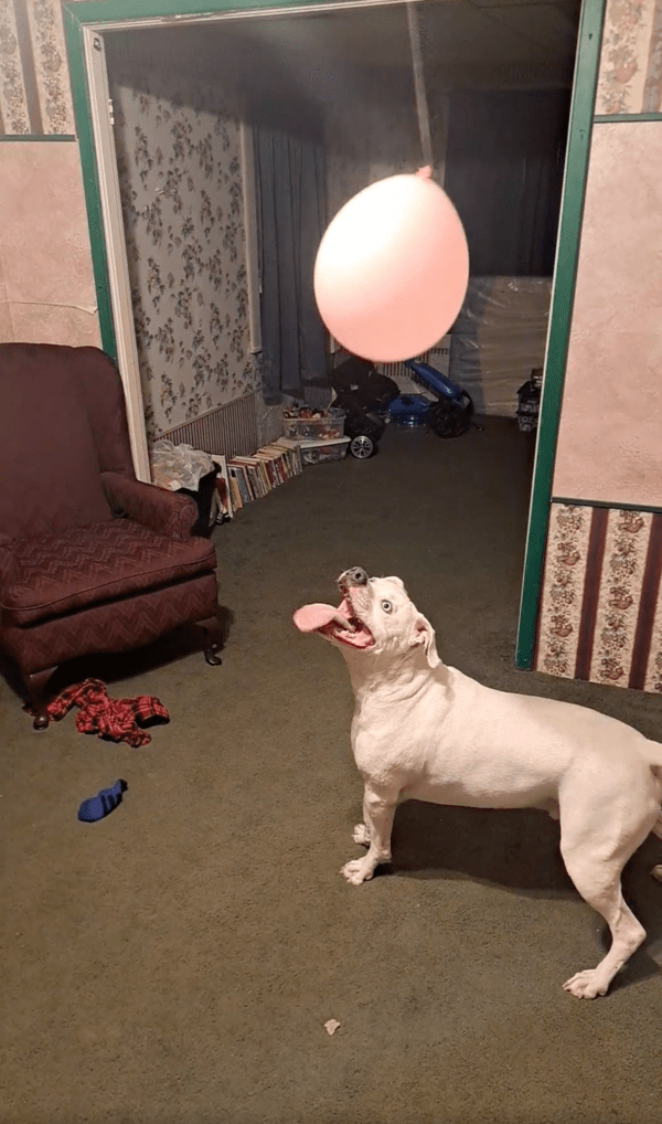 출처 : Reddit / 조금 힘은 들지만 그저 행복한 핏불