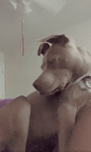 핏불이 이렇게 귀여웠어? 졸음에 취한 핏불의 깜찍한 ‘그 행동’!