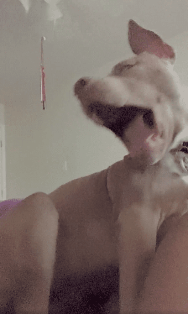 출처 : Reddit / 하품을 크게 하는 핏불