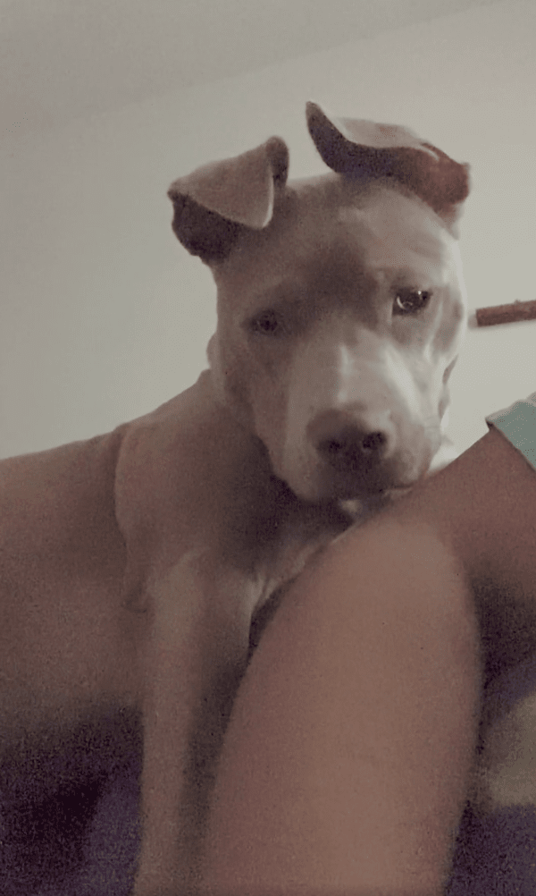 출처 : Reddit / 주인 옆에서 곰곰이 생각 중인 핏불