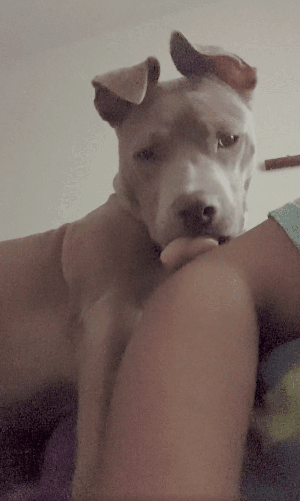 출처 : Reddit / 주인의 팔꿈치를 핥기 시작한 핏불