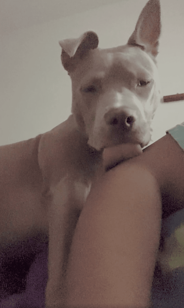 출처 : Reddit / 주인의 팔꿈치를 핥다 그만 멈춰버린 핏불