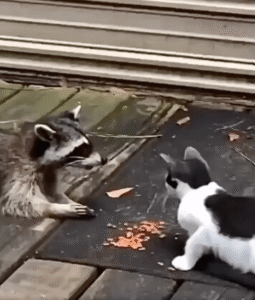 고양이의 단호한 냥펀치! ‘내가 허락한 라쿤만 먹는다’