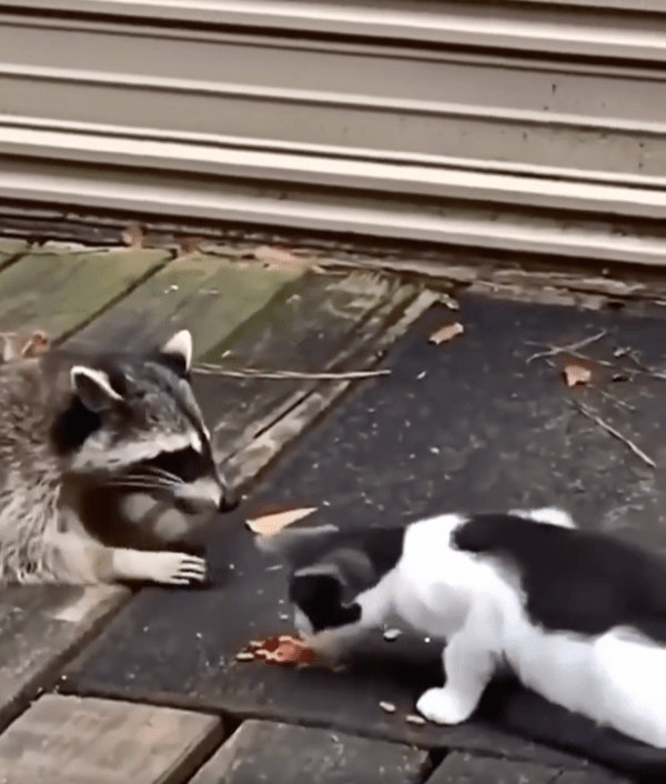 출처 : Reddit / 나무 판자 사이로 무언가 수상한 낌새를 느낀 고양이