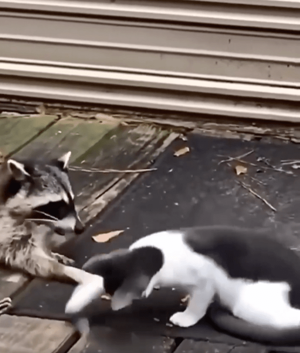 출처 : Reddit / 너는 누구냥! 간식을 훔쳐가려는 거냥!