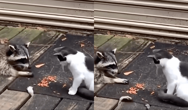 출처 : Reddit / 냥펀치를 맞아도 포기할 수 없는 라쿤