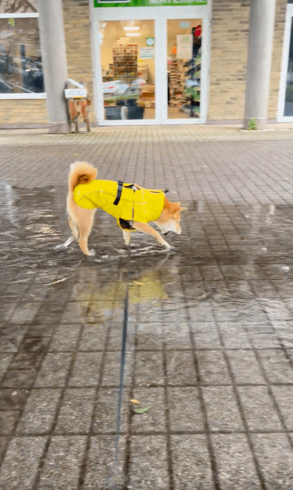 출처 : Reddit / 비오는 날 입벌리며 물웅덩이를 걷는 시바견