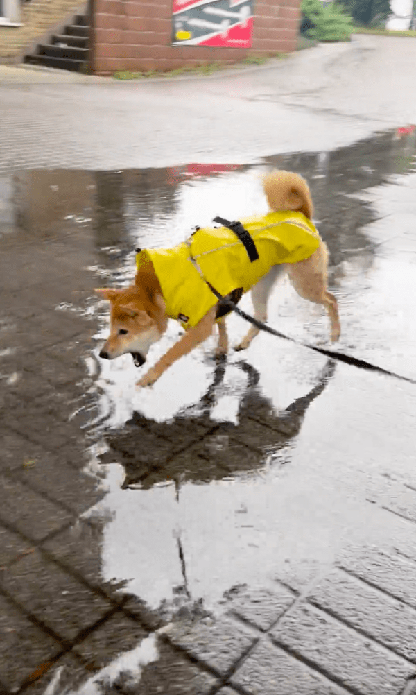 출처 : Reddit / 아~ 입을 벌리며 물을 마시려는 걸까?