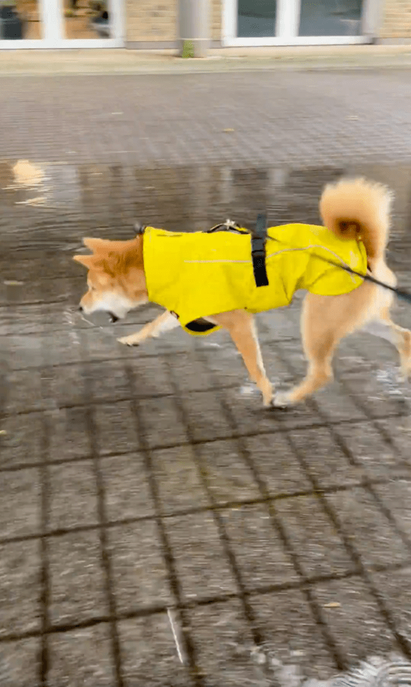 출처 : Reddit / 보통때는 걷지 않던 물웅덩이를 잘 걷는 시바견