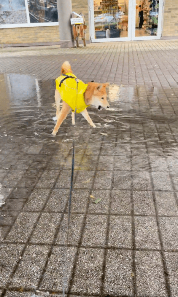 출처 : Reddit / 물웅덩이를 이쪽 저쪽 걸어다니며 입을 벌리고 있는 시바견