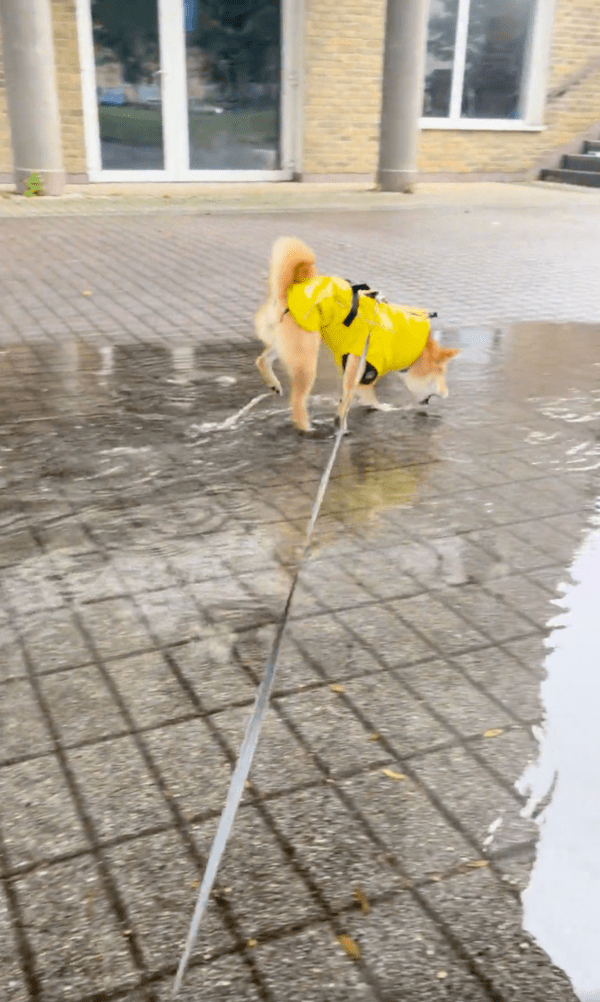 출처 : Reddit / 물과 놀고 싶어하는 듯한 시바견의 행동