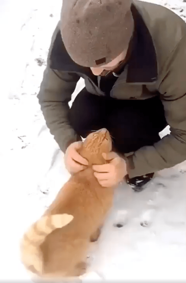 출처 : Reddit / 반가운 마음에 사람에게 다가간 길고양이