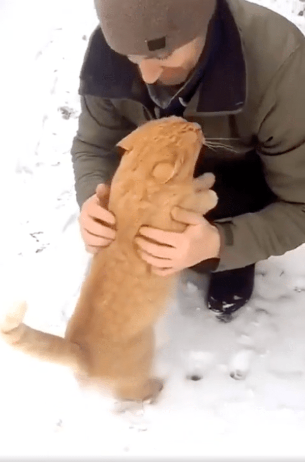 출처 : Reddit / 너무 반가운 나머지 안아달라고 표현하는 길고양이