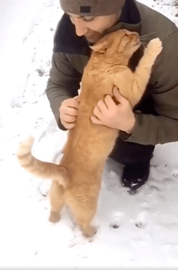 출처 : Reddit / 안아달라고 조르는 길고양이