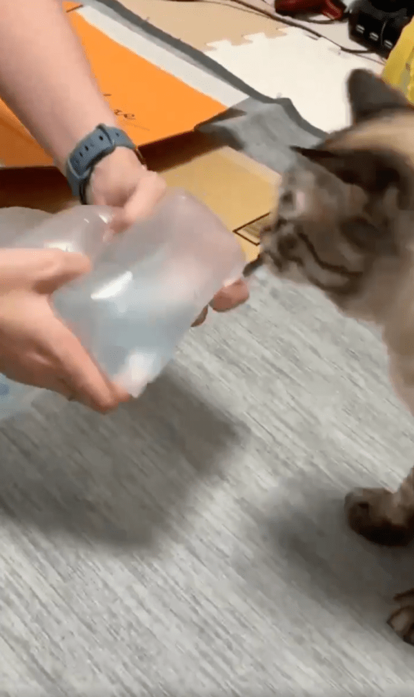 출처 : Reddit / 택배가 오자, 에어캡을 고양이에게 내미는 사람