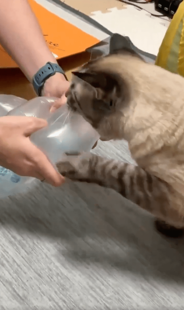 출처 : Reddit / 에어캡을 송곳니로 터트리는 고양이