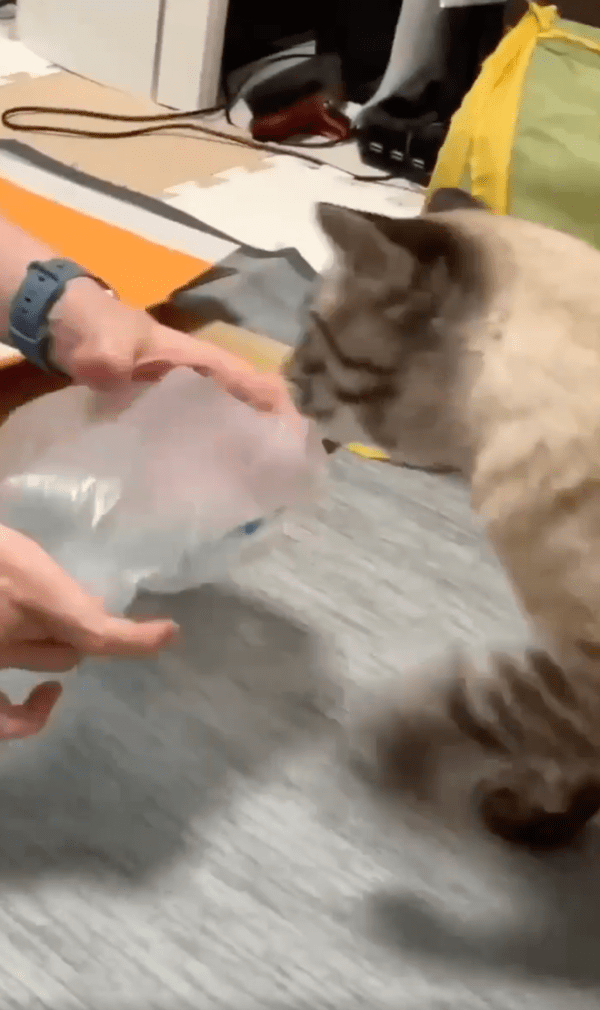 출처 : Reddit / 에어캡 또 꺼내달라옹~