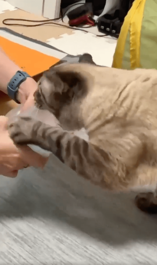 출처 : Reddit / 에어캡 터트리니까 재밌다옹~