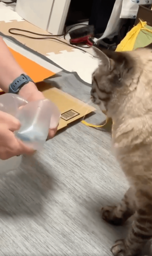 출처 : Reddit / 에어캡 터트리는 재미에 빼진 고양이와 사람