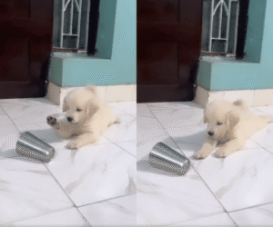 귀여움 폭발! 아기 강아지 vs 물컵의 충격적 대결 현장!