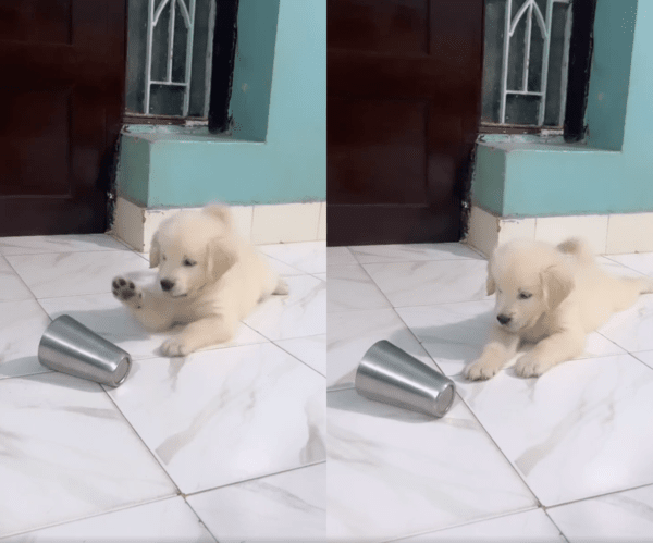 출처 : Reddit / 물컵을 처음 본듯한 아기 강아지