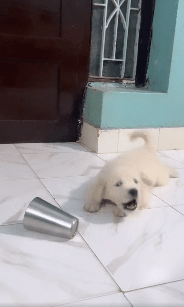 출처 : Reddit / 너는 뭐냐개! 무섭다개!