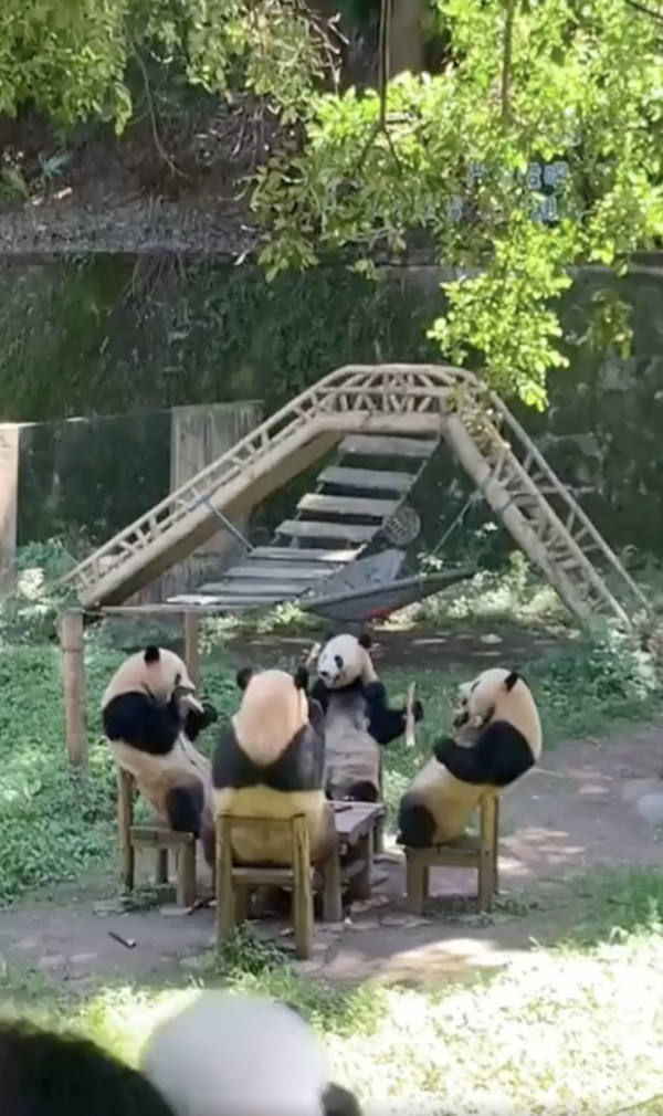 출처 : Reddit / 식탁에 함께 앉아 있는 판다 가족