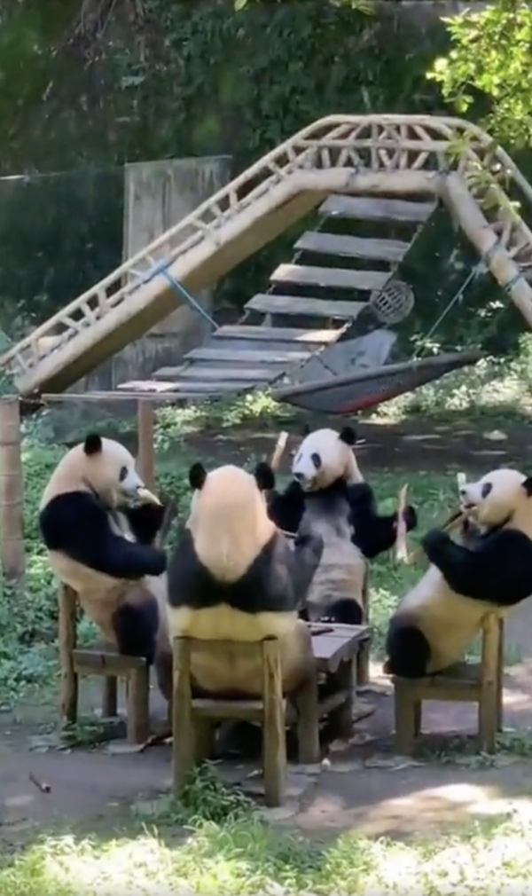 출처 : Reddit / 각자 식사를 즐기고 있는 판다 가족들