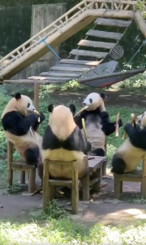 출처 : Reddit / 마치 한 가족처럼 보이는 판다들의 식사 시간