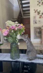 꽃과 교감하는 사향고양이, ‘힐링’의 정수를 보여주다!