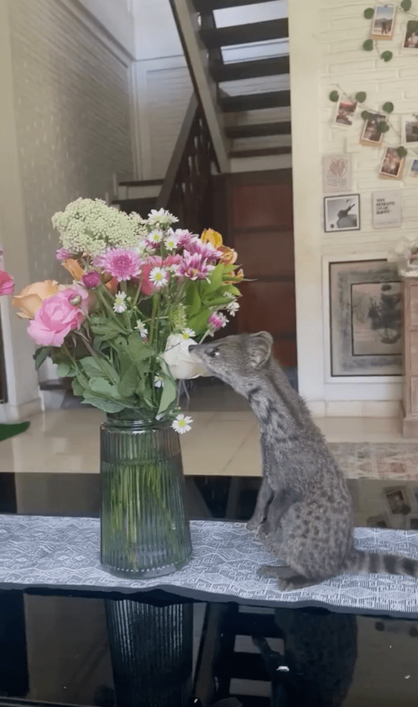 출처 : Reddit / 꽃이 너무 향기롭다옹~ 꽃 냄새를 맡는 사향고양이