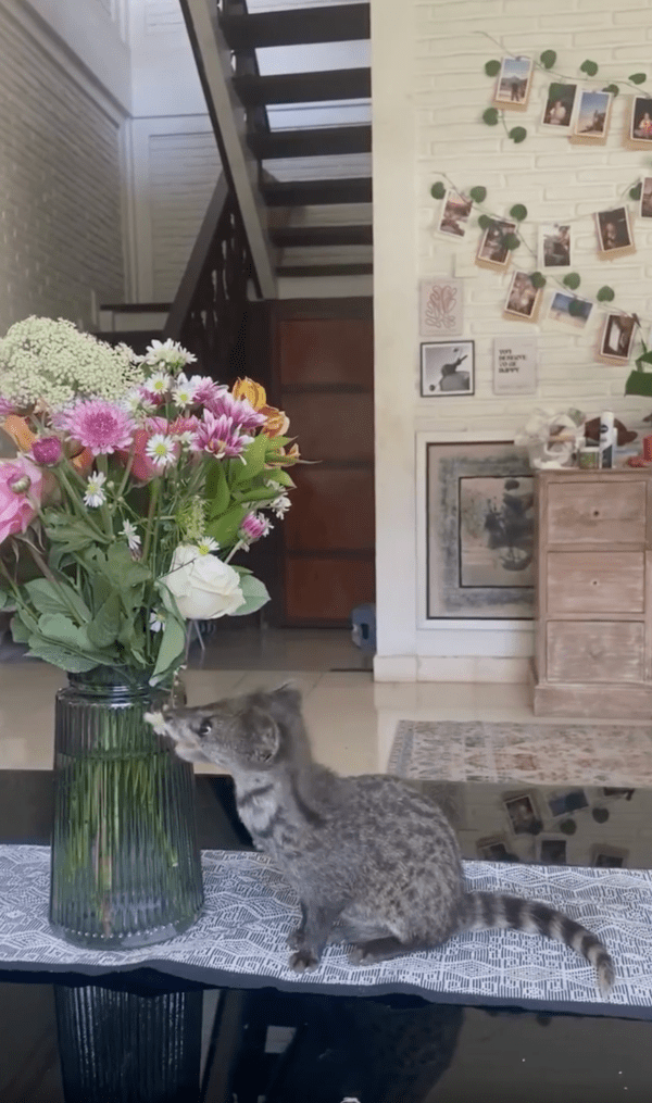 출처 : Reddit / 꽃이 좋은지 입으로도 가져가 보는 사향고양이의 귀여운 모습