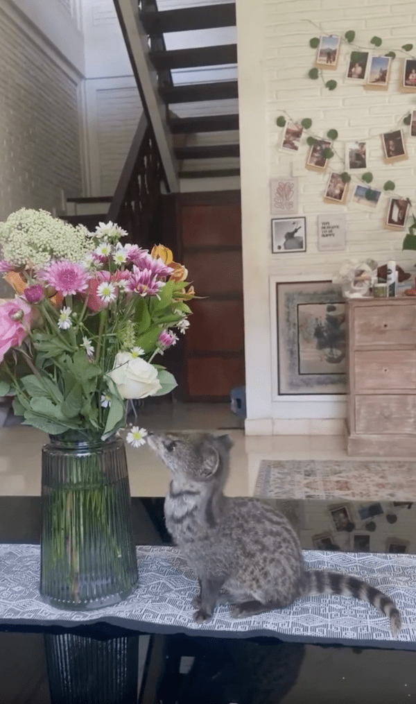 출처 : Reddit / 꽃이 너무 향기롭다옹~ 꽃 냄새를 맡는 사향고양이