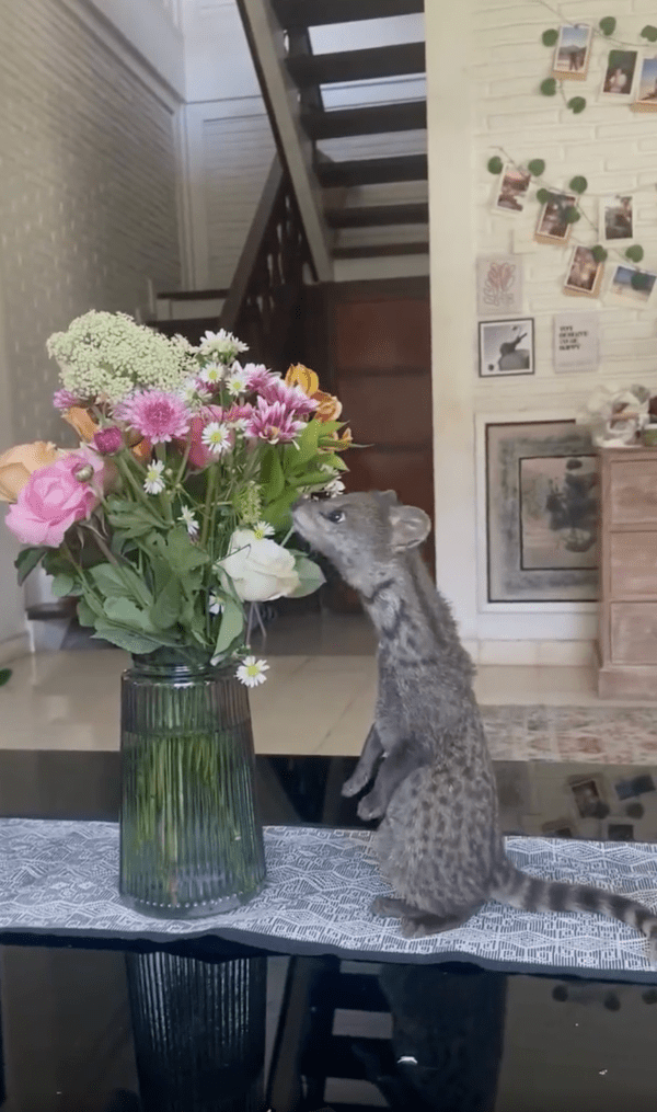 출처 : Reddit / 먹는 건 아닌 것 같다옹~