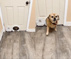 고양이 문으로 탈출?! 강아지의 반전 매력, 보는 사람들 폭소!