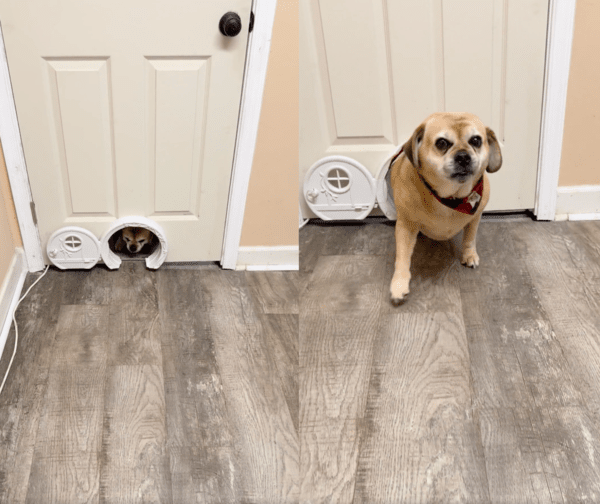 출처 : Reddit / 내 문인가? 가능하긴 한데 조금 좁은 듯 딱 맞게 지나가는 개