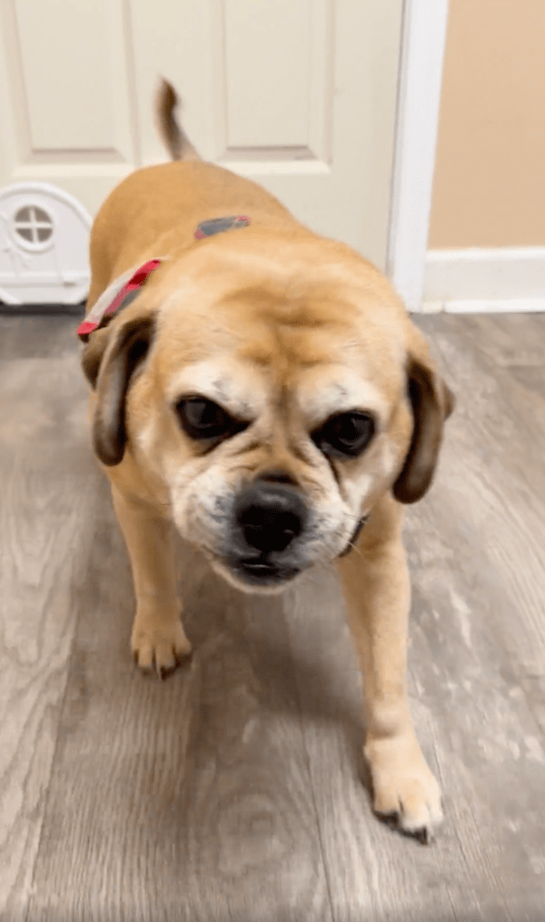 출처 : Reddit / 나도 지나갈 수 있는 걸 보니 내 문이라개!