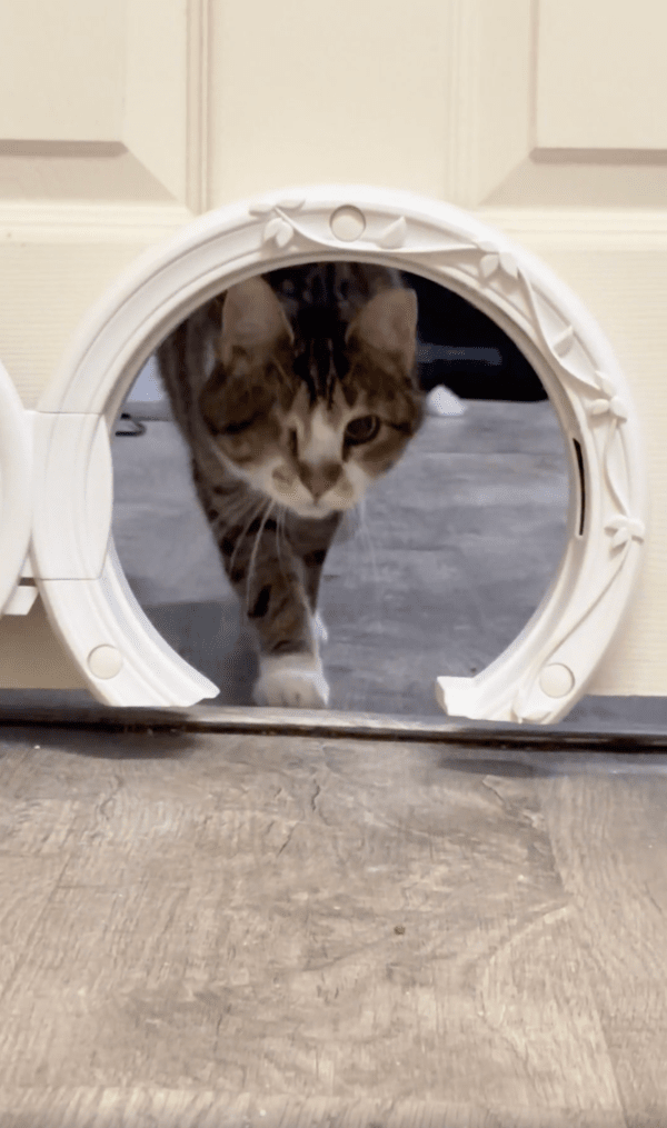 출처 : Reddit / 이 문은 원래 내가 다니는 문이라냐옹~