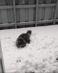 눈 위를 날아오른 고양이?! 사랑스러운 눈밭 점프 현장 포착!