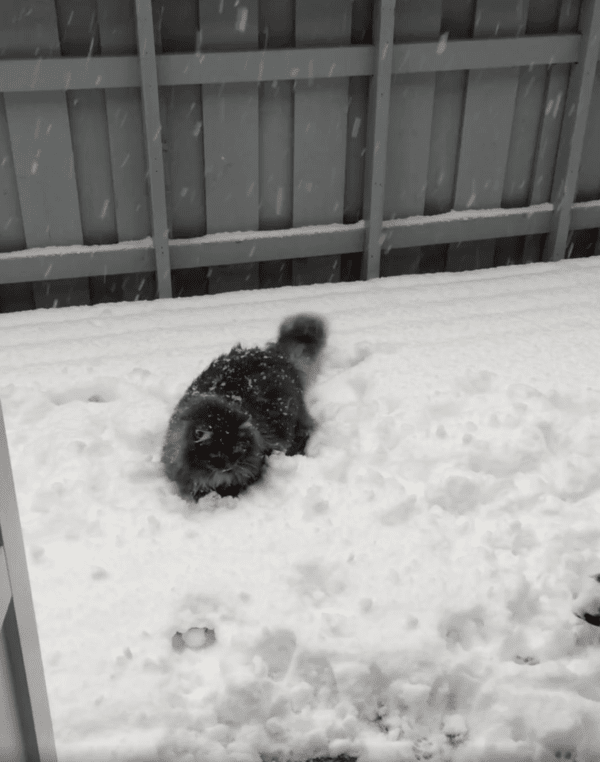 출처 : Reddit / 눈이다옹~ 많이 쌓여서 너무 좋다옹~