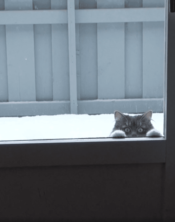 출처 : Reddit / 눈 너무 좋은데 벌써 들어갔냐옹? 나오라옹~