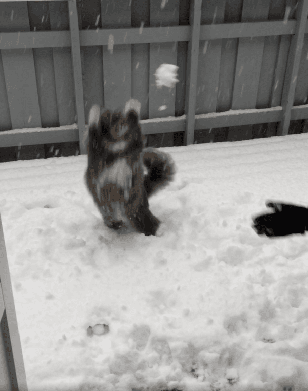 출처 : Reddit / 주인이 눈 던졌다옹! 받아야지옹~