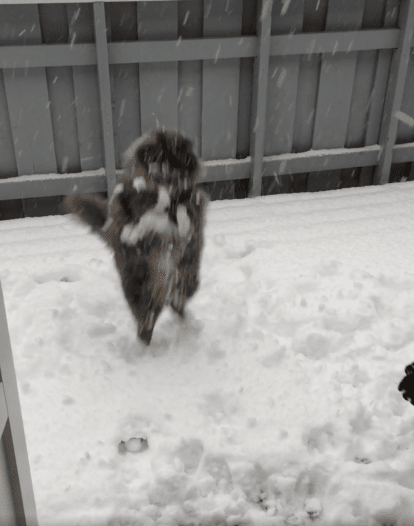 출처 : Reddit / 눈 너무 좋다옹!