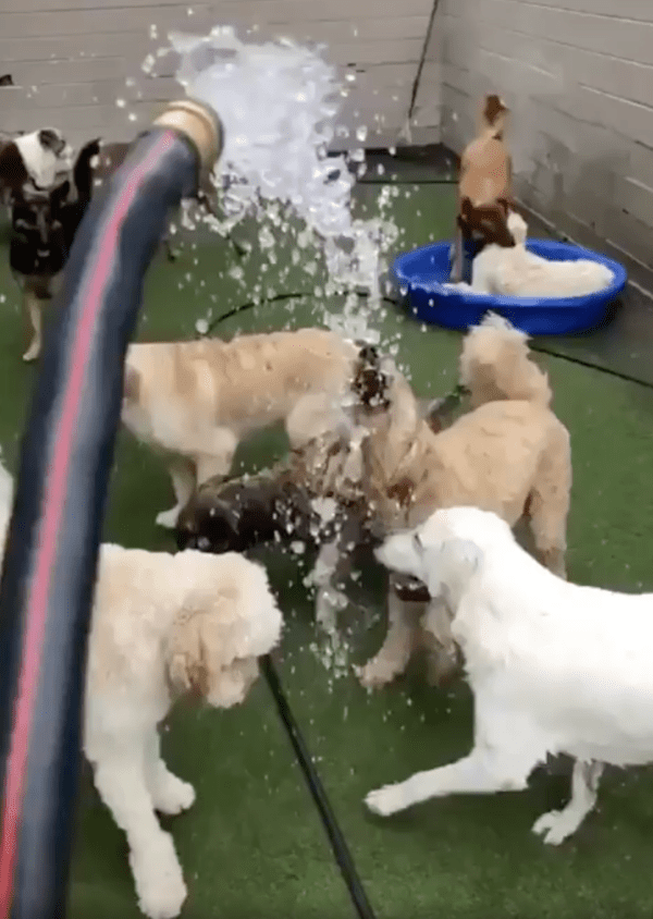 출처 : Reddit / 물이개! 물이라개! 너무 좋다개!